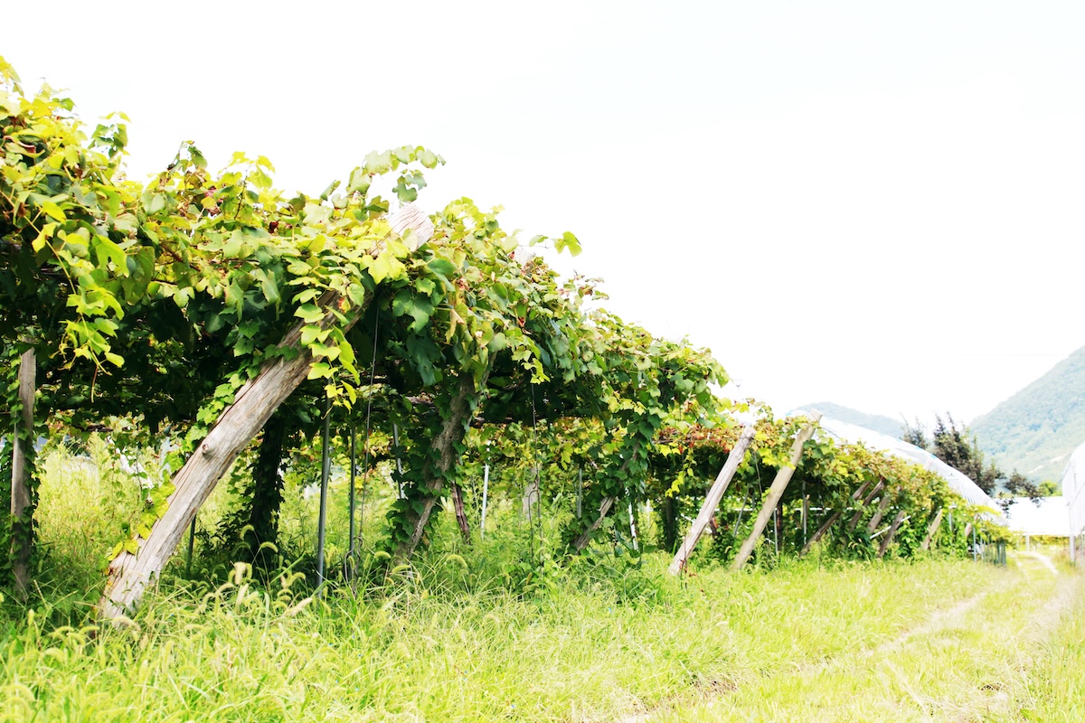 生態適合農業の風景