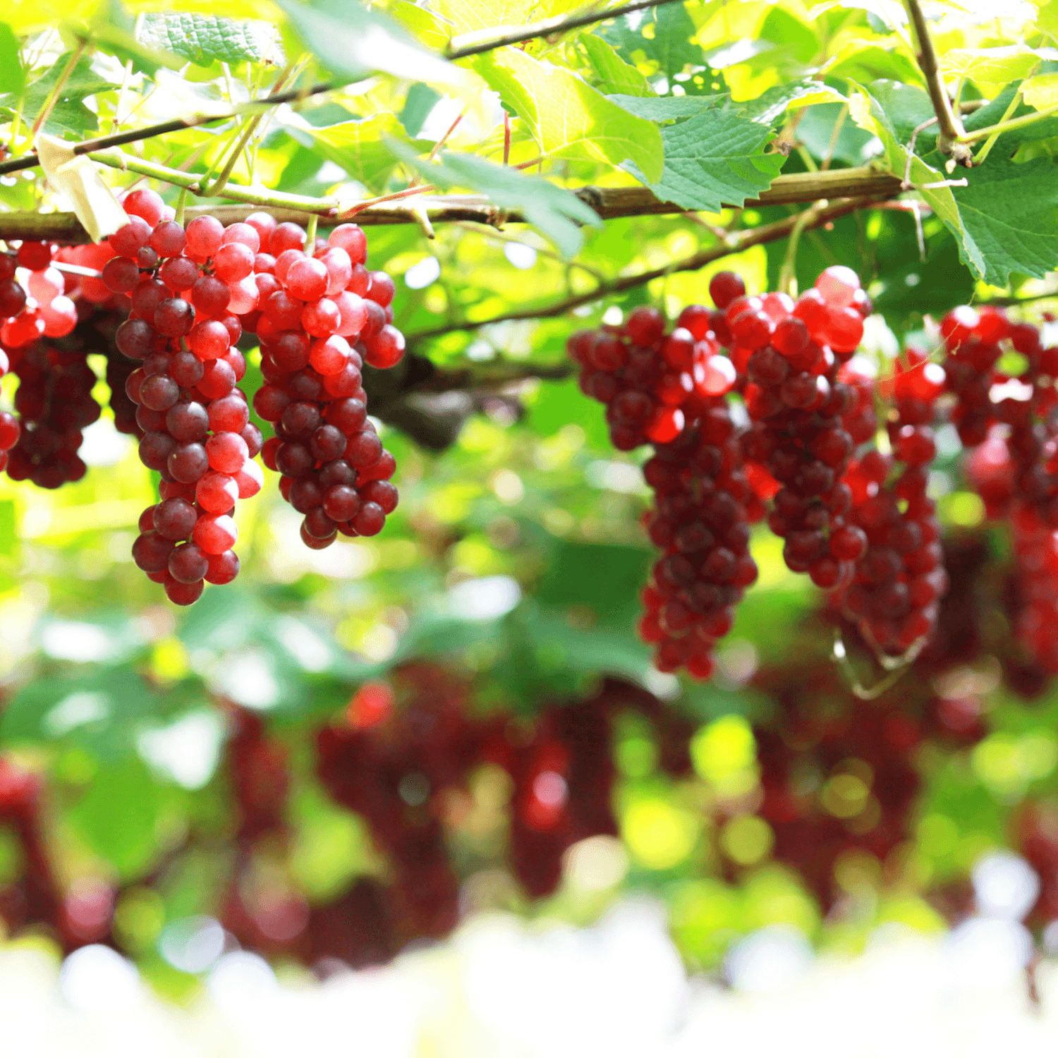 ぶどうジュース1L