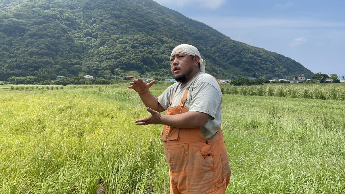 奄美稲作保存会の田んぼ