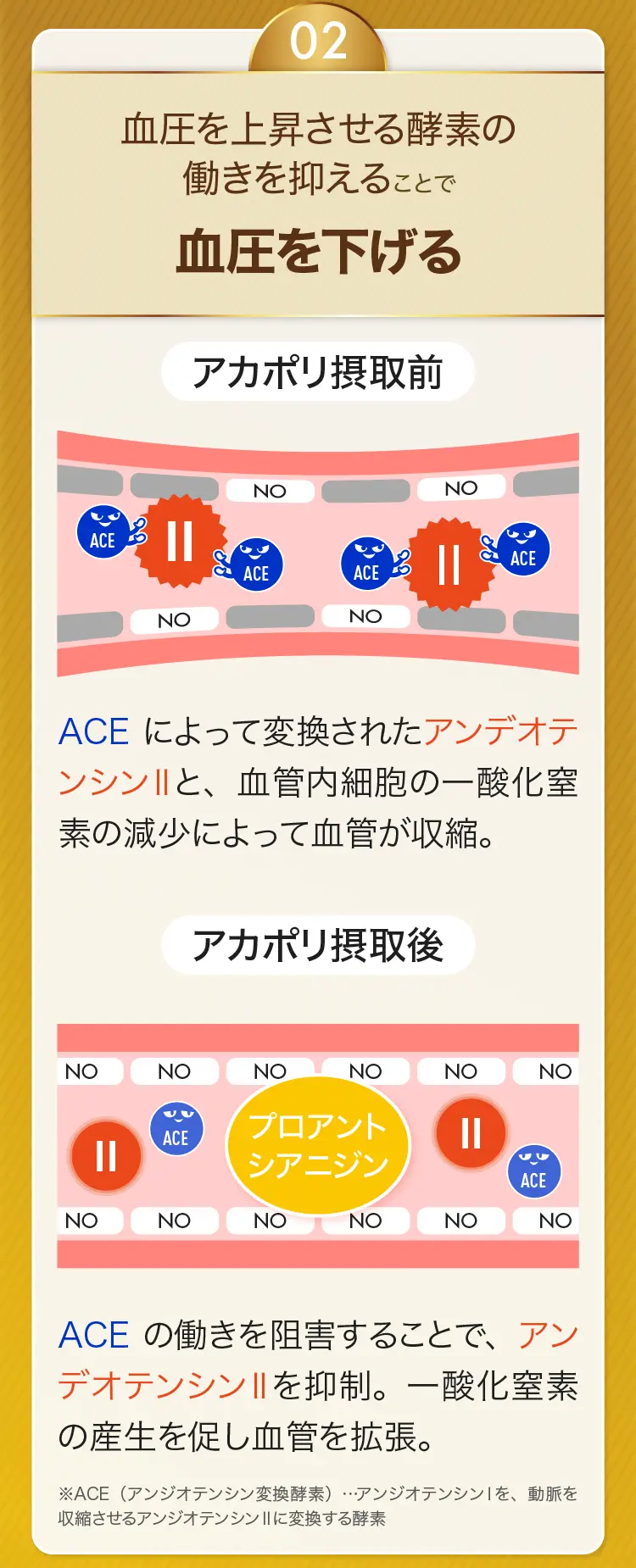 2 血圧を下げるメカニズム