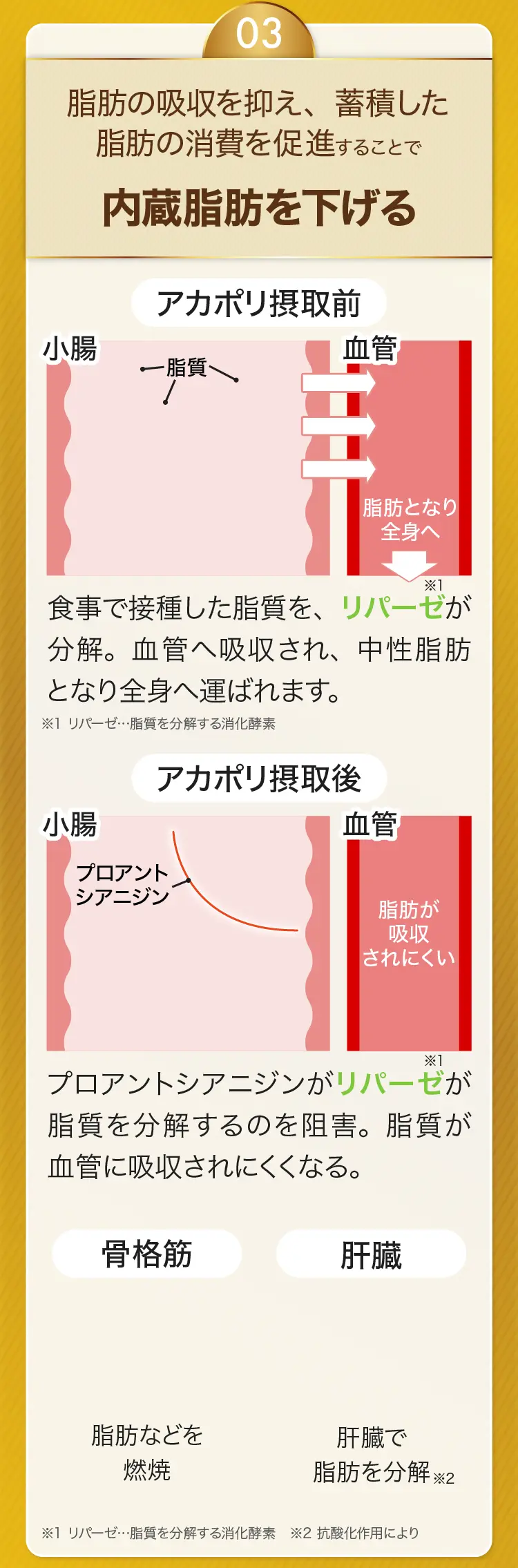 3 内臓脂肪を下げるメカニズム