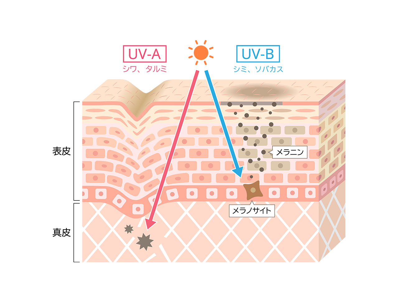 UV-AとUV-Bが肌に与える影響の図解