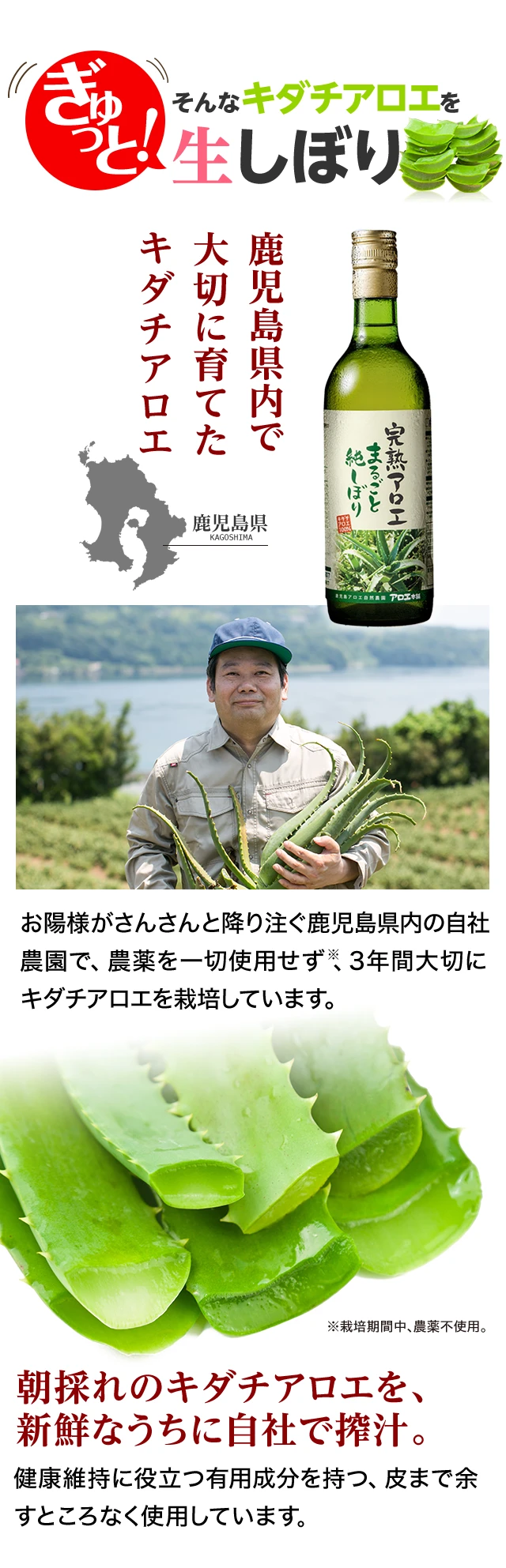 そんなキダチアロエをぎゅっと生しぼり