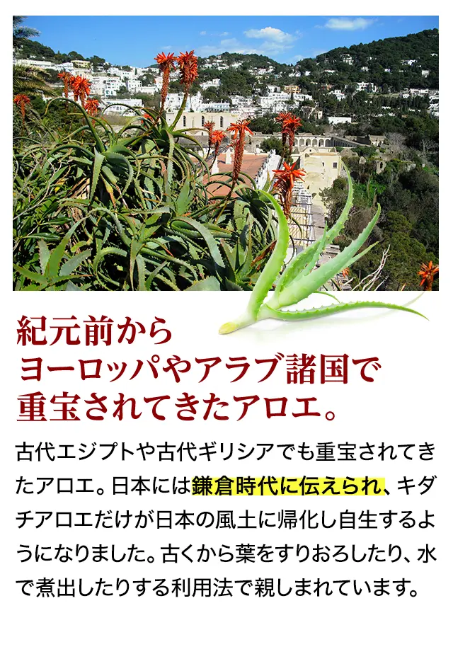 でもなぜキダチアロエがいいの？