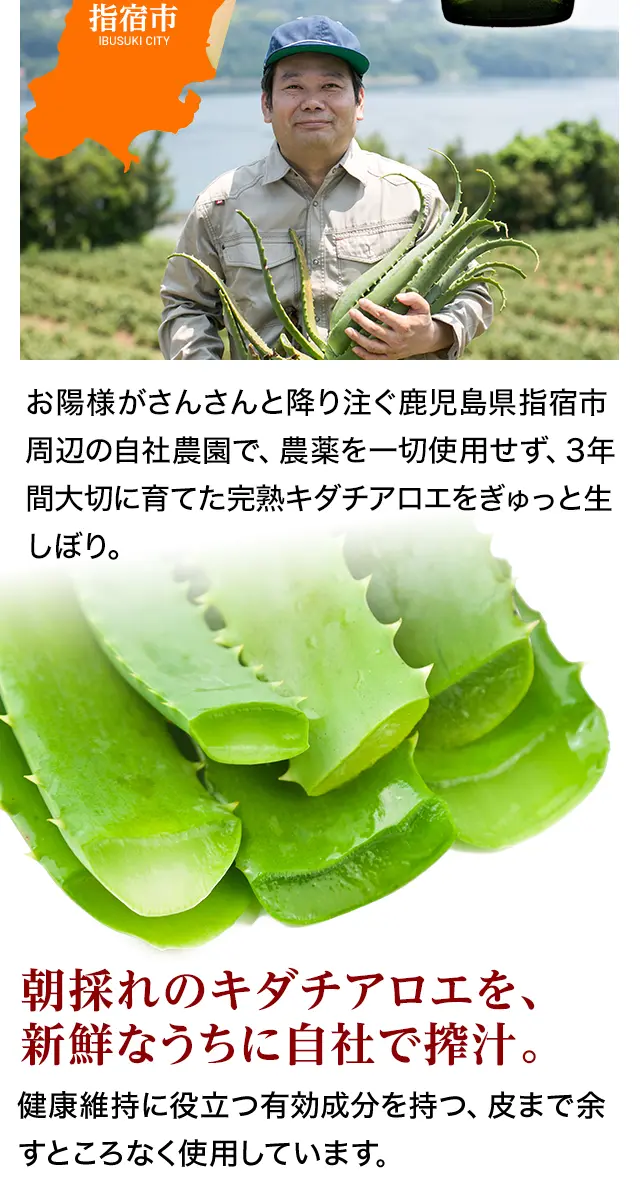 そんなキダチアロエをぎゅっと生しぼり