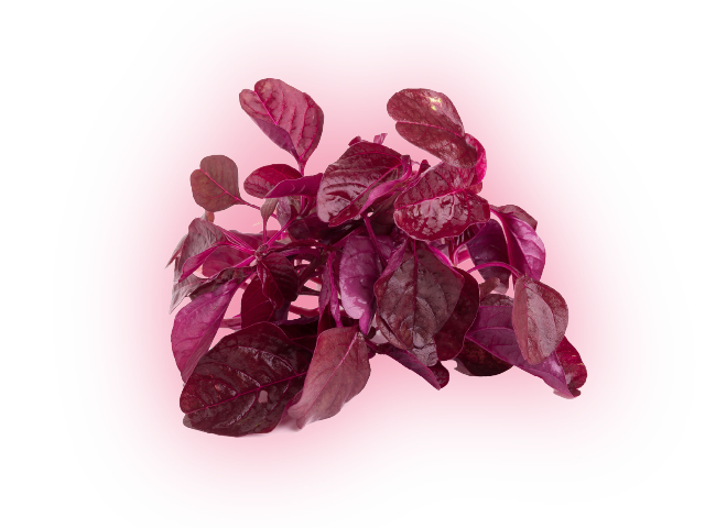 オキシストーム