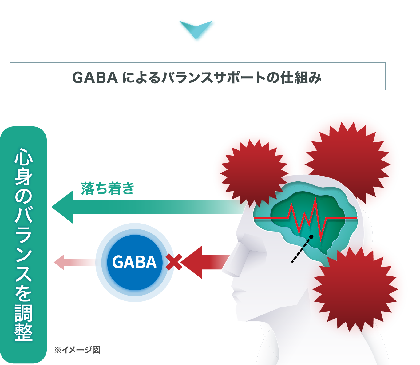 GABAによるバランスサポートの仕組み