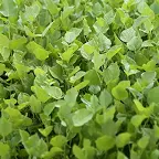 カンゾウ根エキス