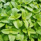 セイヨウハッカ葉エキス