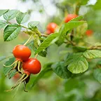 ローズヒップエキス※