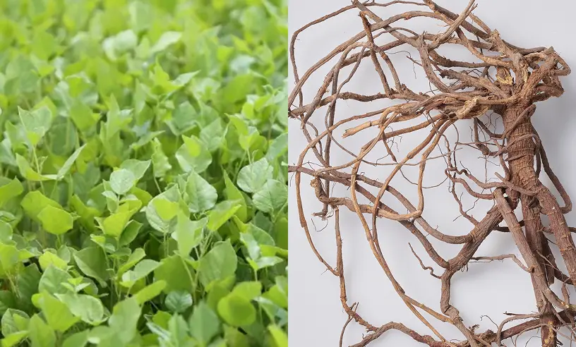 希少な国産の王子カンゾウエキス※を配合