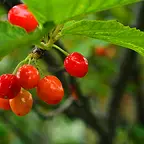 セイヨウミザクラ果実エキス