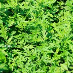 ヨモギエキス※