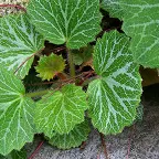 ユキノシタエキス