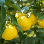 ユズ果実エキス