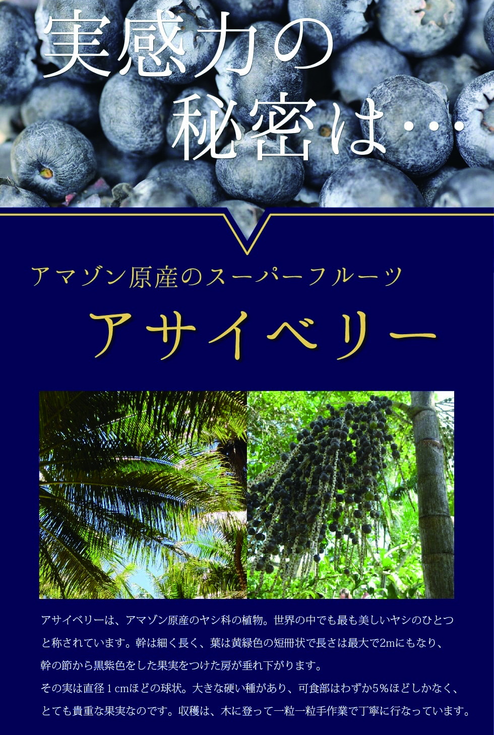 実感力の秘密は