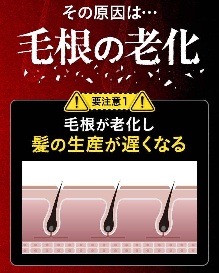 その原因は毛根の老化。要注意1 毛根が老化し髪の生産が遅くなる