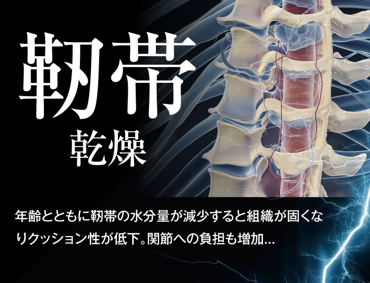 靭帯