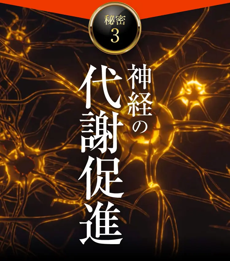 神経の代謝促進