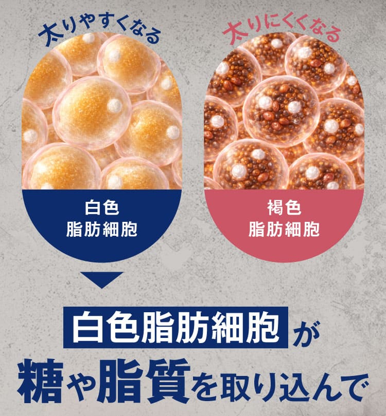 リポジャロ