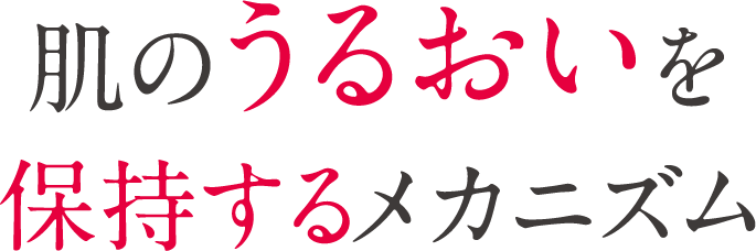 肌のうるおいを保持するメカニズム