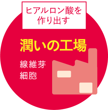 ヒアルロン酸を作り出す潤いの工場
