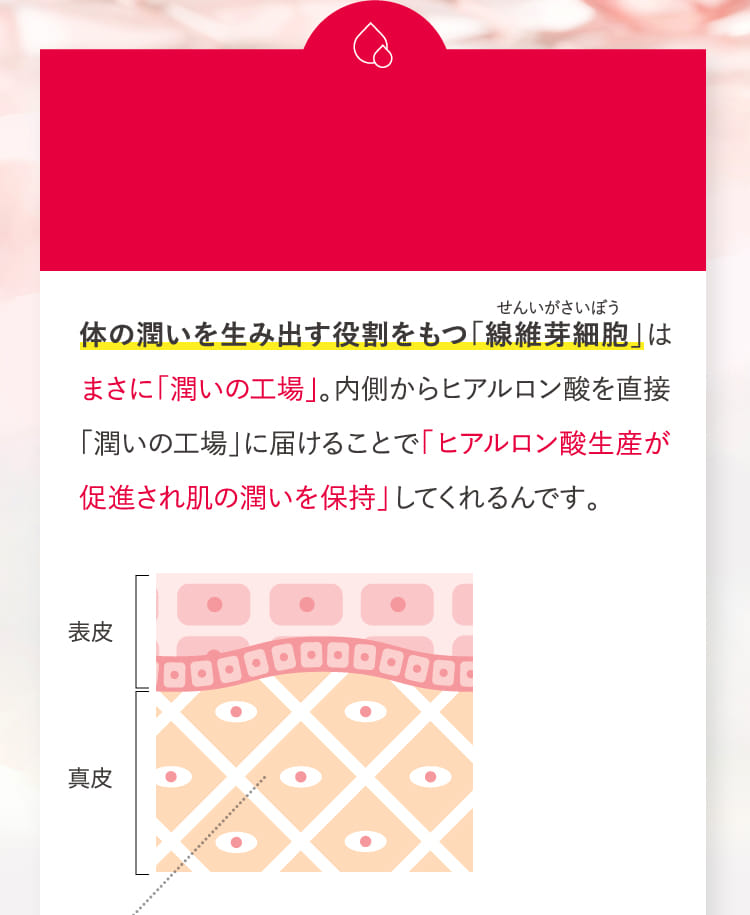 体の潤いを生み出す役割をもつ「線維芽細胞」は...