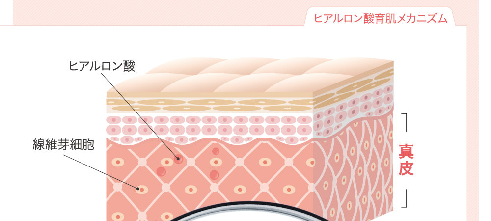 ヒアルロン酸育肌メカニズム