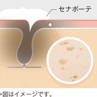 セナボーテのはたらき