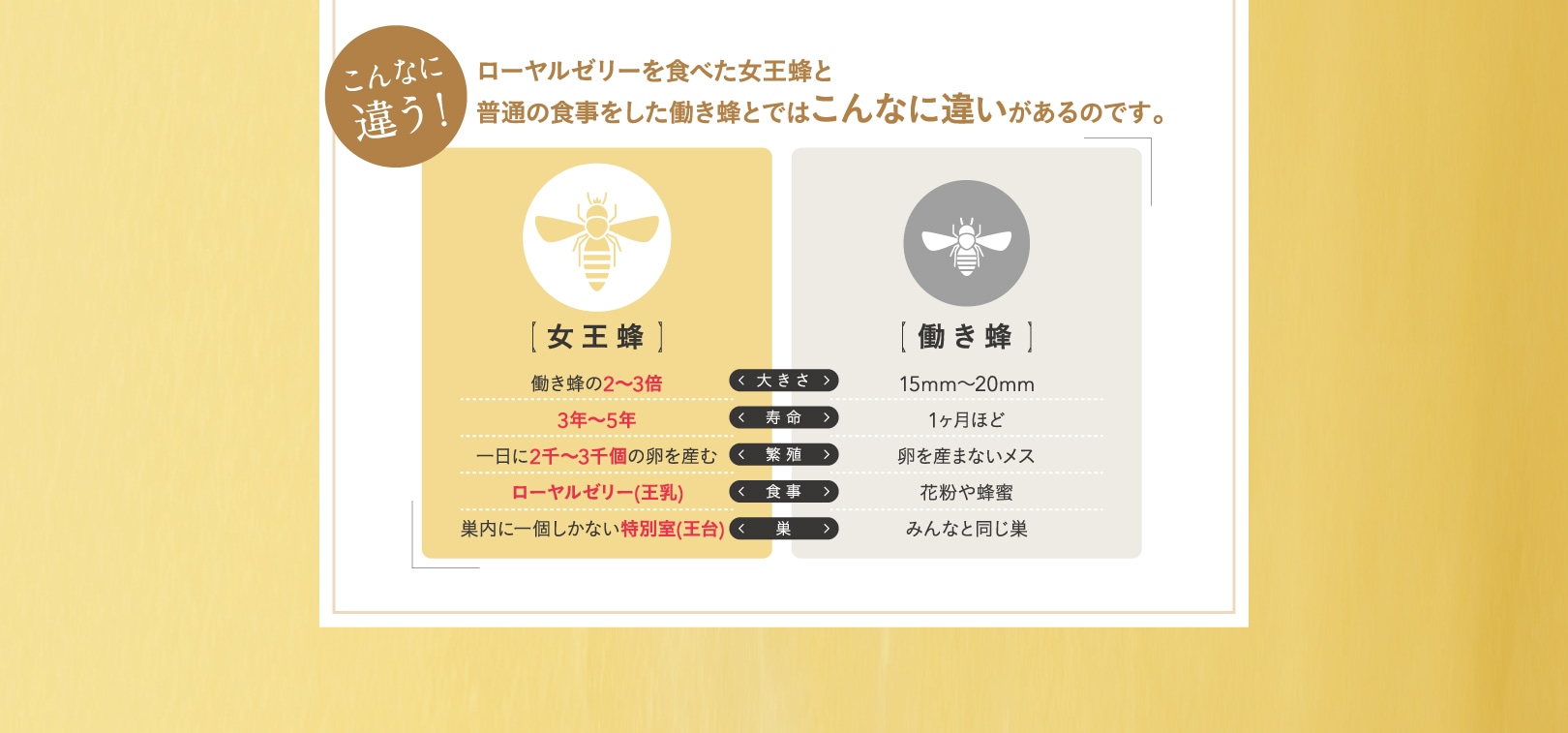 ローヤルゼリーを食べた女王蜂と普通の食事をした働き蜂とではこんなに違いがあるのです。