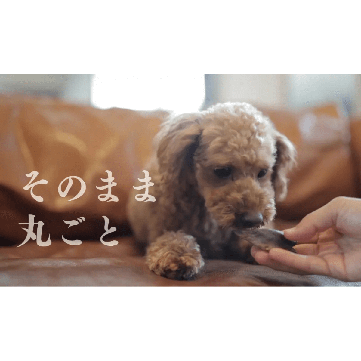 公式先行発売！『うなまる』<br>（九州産うなぎの頭使用）<br>養鰻家がつくった犬のおやつ<br>3袋セット