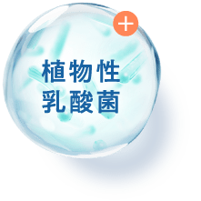 植物性乳酸菌