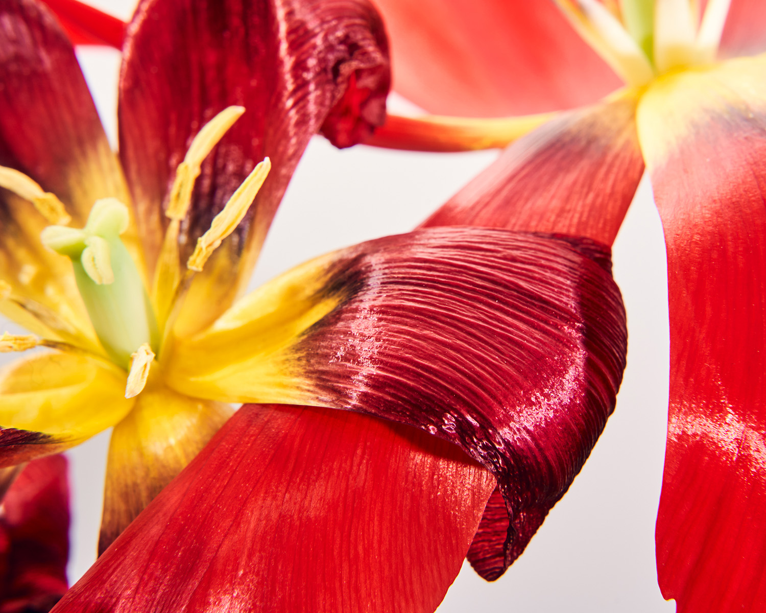 チューリップ ボンバージャケット