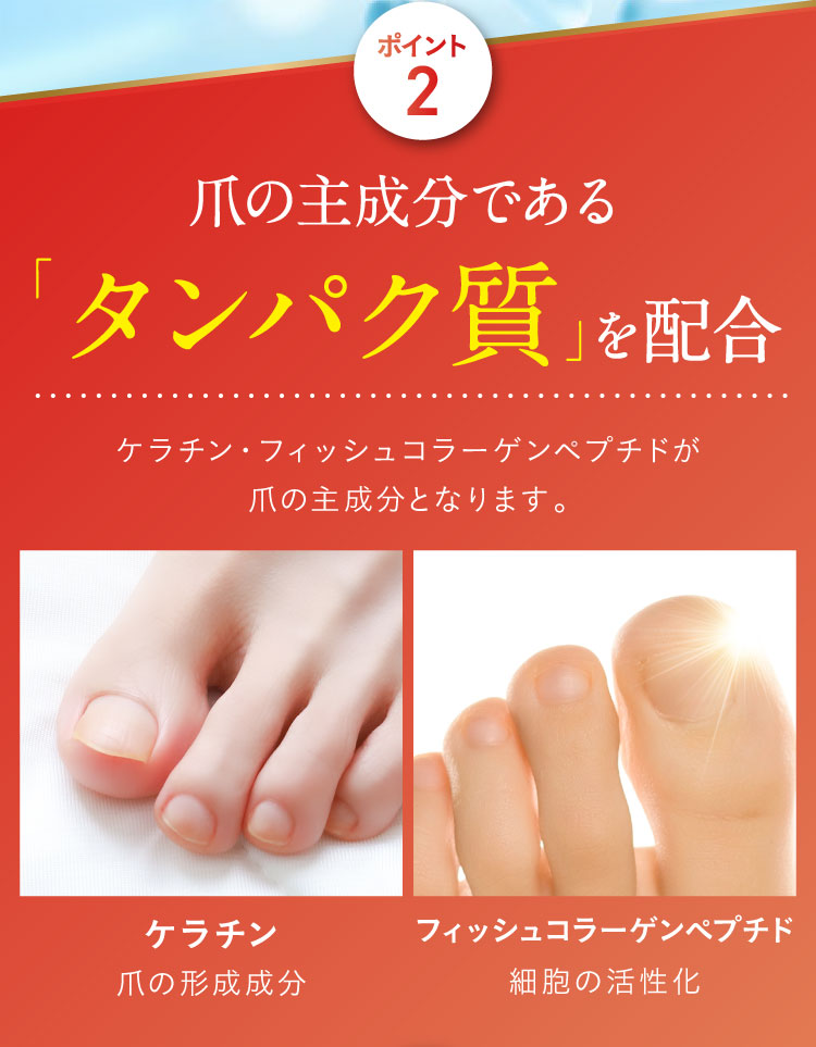 ポイント２　爪の主成分である「タンパク質」を配合※2