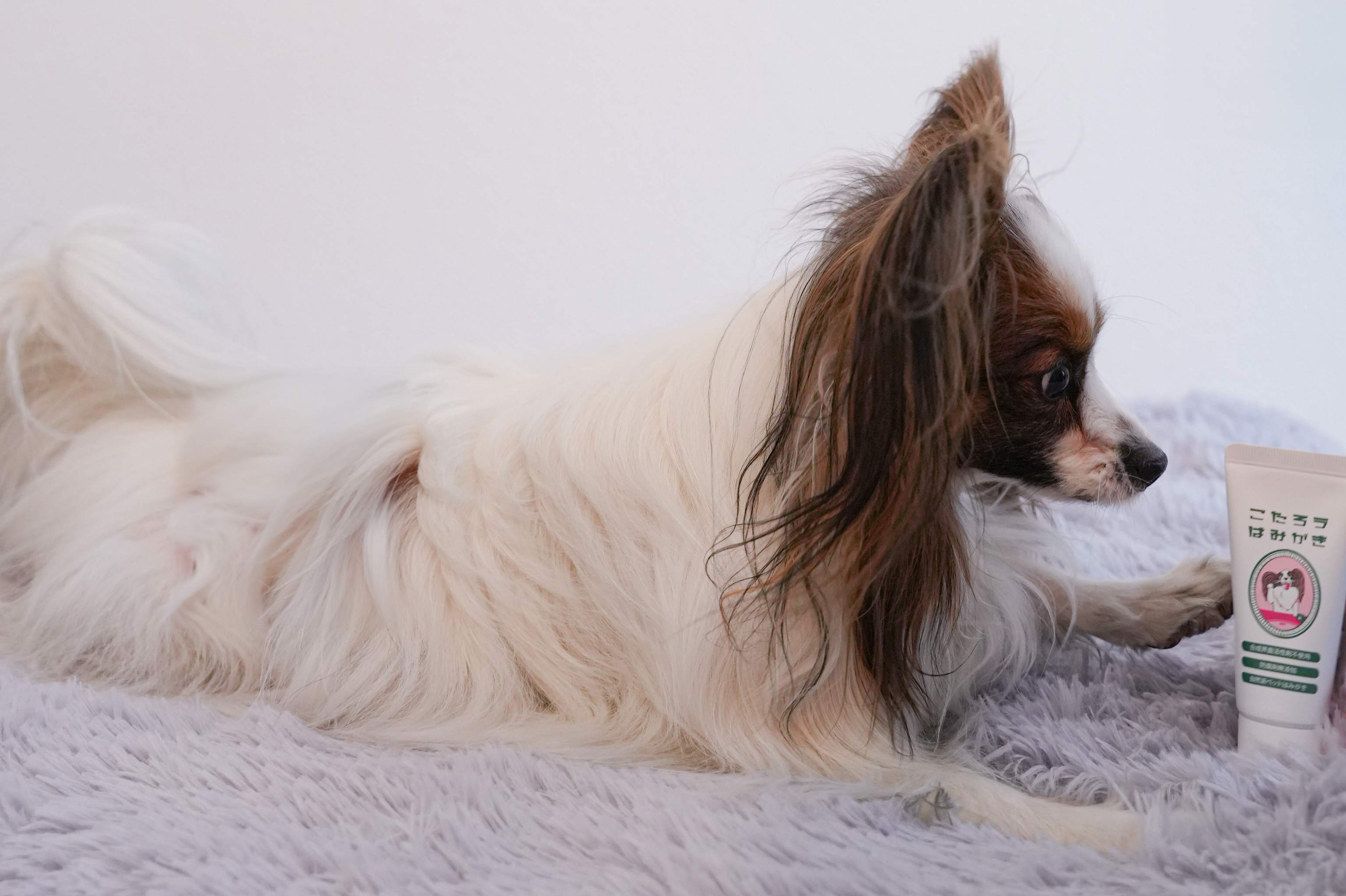 こたろう（パピヨン）