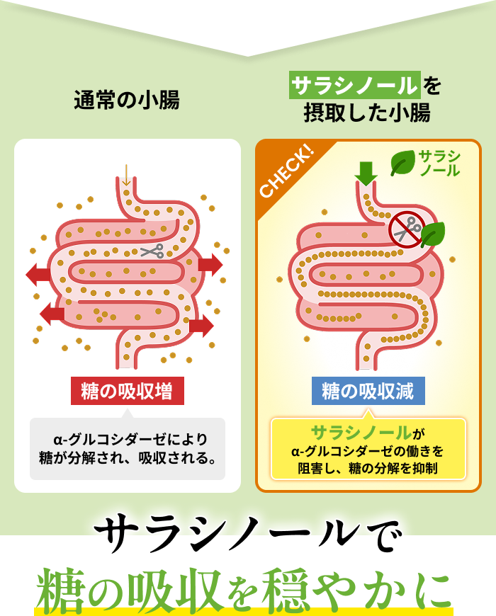 通常の小腸では、α-グルコシダーゼにより糖が分解され、吸収される。サラシノールを摂取した小腸では、サラシノールがα-グルコシダーゼの働きを阻害し、糖の分解を抑制。サラシノールで糖の吸収を穏やかに