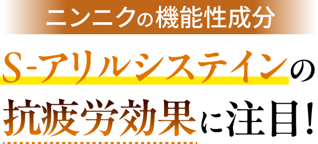 ニンニクの機能性成分、S-アリルシステインの抗疲労効果に注目!