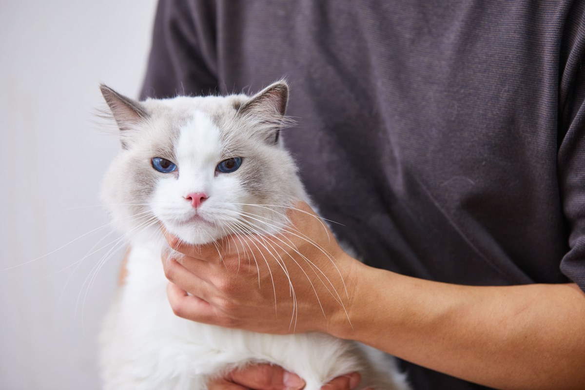 猫のひげの役割とは｜切ってはいけない理由と気持ちのサイン｜nyansネコラム