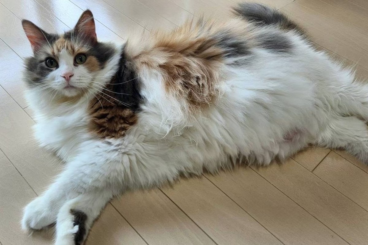 猫の肥満度チェック｜BCSで判定する方法と肥満が招くリスク｜nyansネコラム