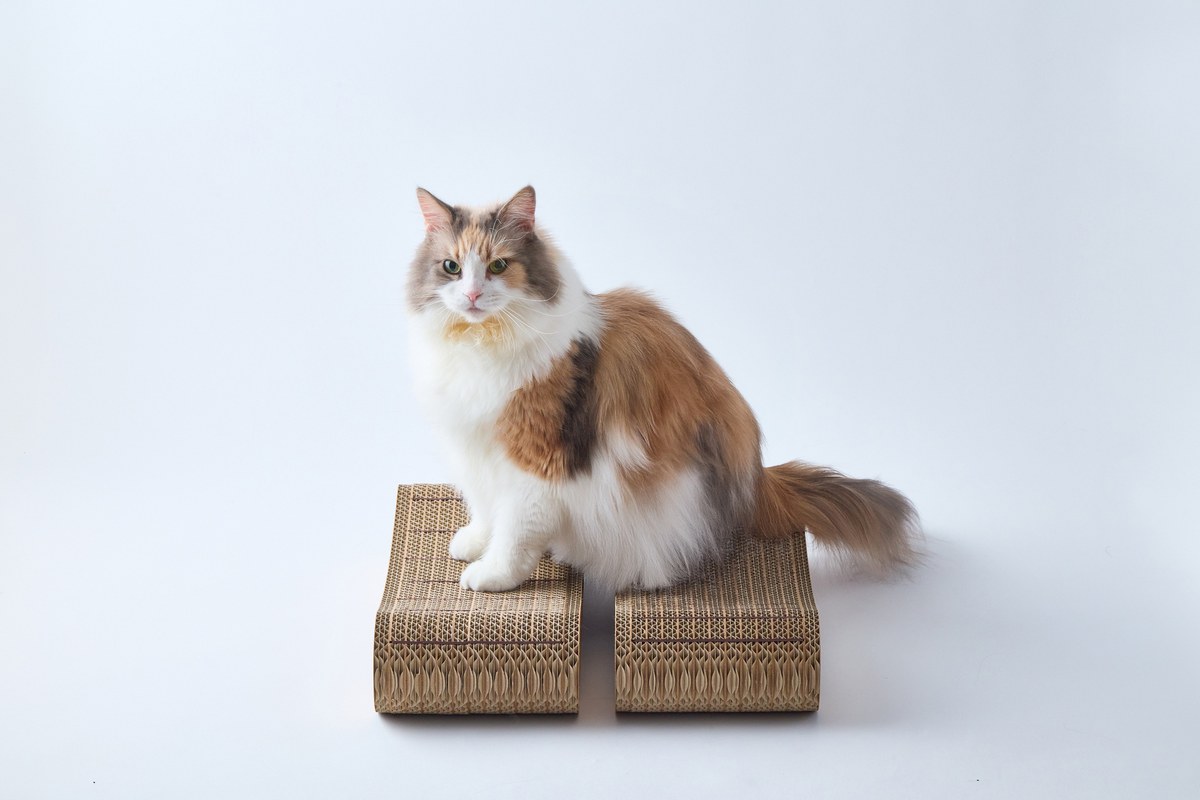 猫222匹が決めた、やすりの位置｜第一回nyans（猫たち）審議会 結果発表｜nyansネコラム