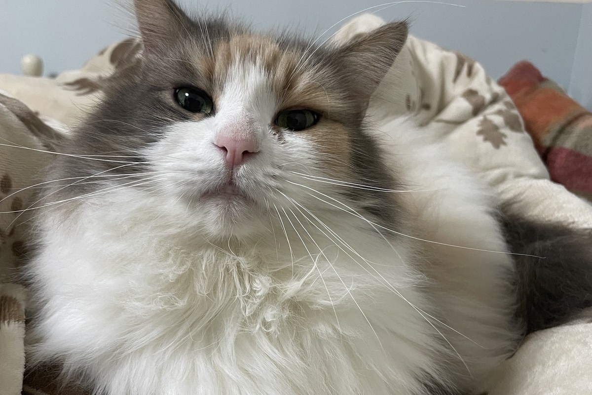 猫はなぜこんなに可愛いのか？科学に問い合わせてみた｜nyansネコラム
