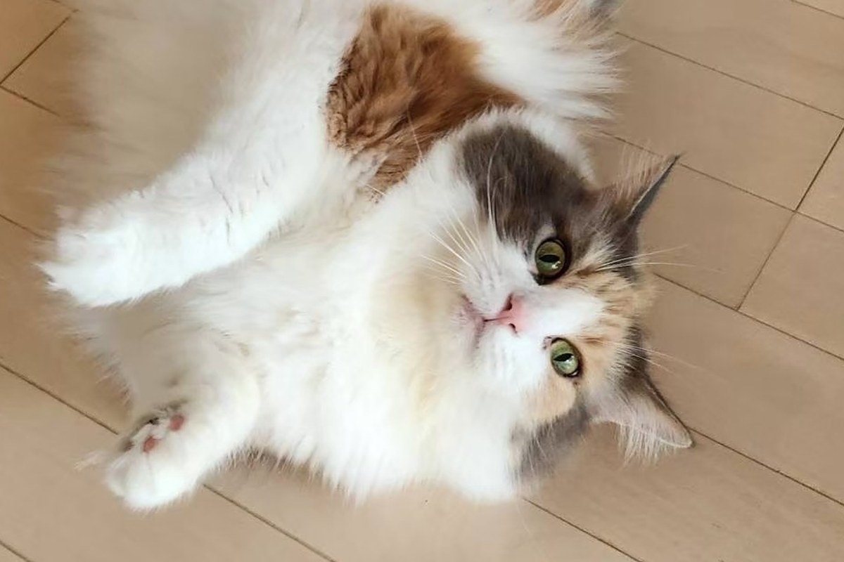猫はなぜ太る？去勢後・室内飼い・おやつで太りやすくなる科学的メカニズム｜nyansネコラム