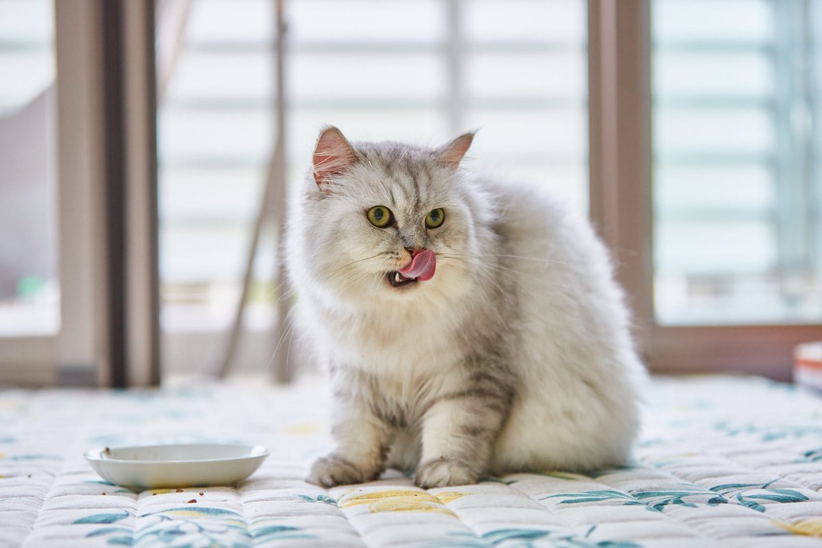 猫がごはんを食べない・食べムラするのはなぜ？工夫のコツと、見逃せない食欲不振のサイン｜nyansネコラム