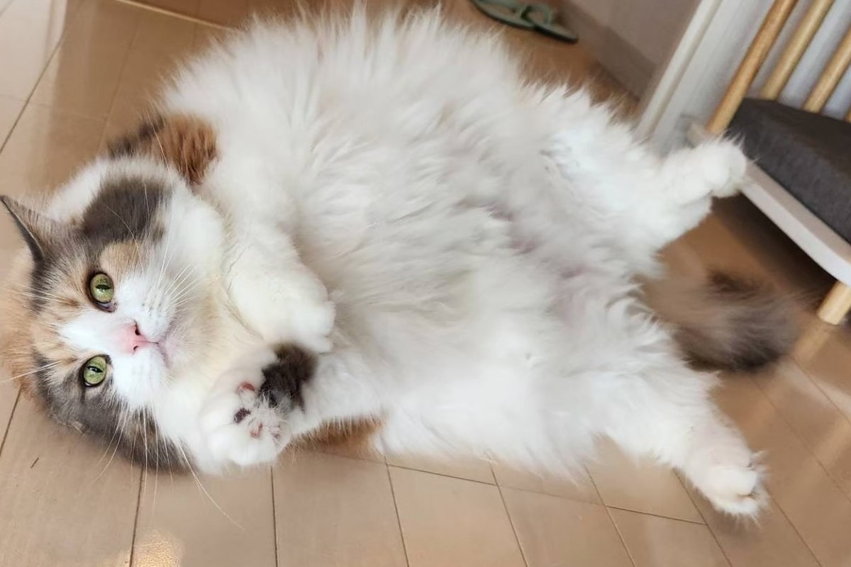 猫のダイエット方法｜食事管理・運動・おやつの工夫とリバウンド防止策｜nyansネコラム