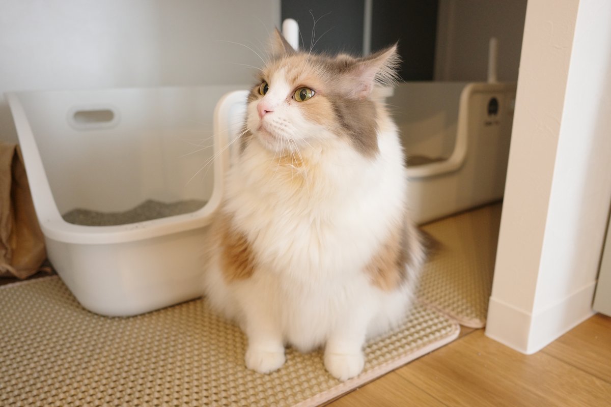 猫のトイレ、数と置き方の正解は？粗相の理由と見逃せない排尿サイン｜nyansネコラム
