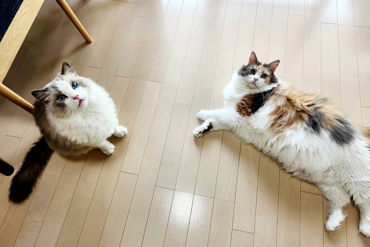 猫同士の相性は？仲良しのサインと、相性が悪いときにできること｜nyansネコラム