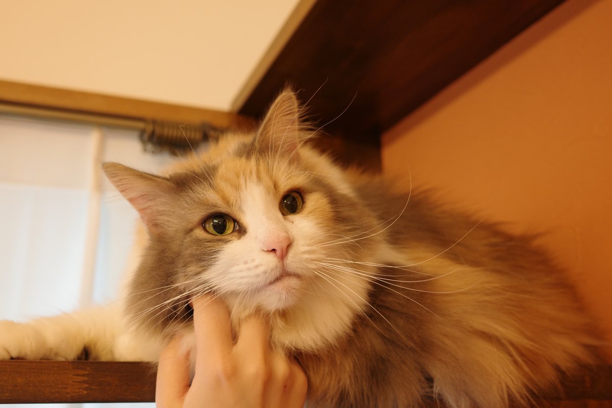 猫の頭突きはなぜ？意味と、受診が必要な「頭を押しつける」との違い｜nyansネコラム