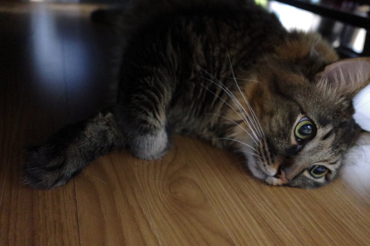猫の歯みがき｜嫌がる子への慣らし方と、見逃せないお口のサイン｜nyansネコラム