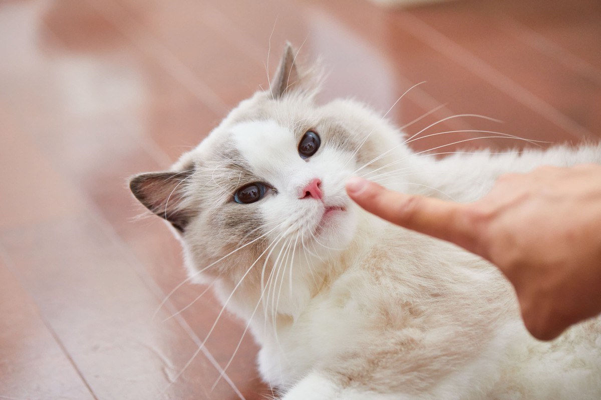 猫のスリスリ・頭突きの意味｜体や顔をこすりつける理由と気持ち｜nyansネコラム