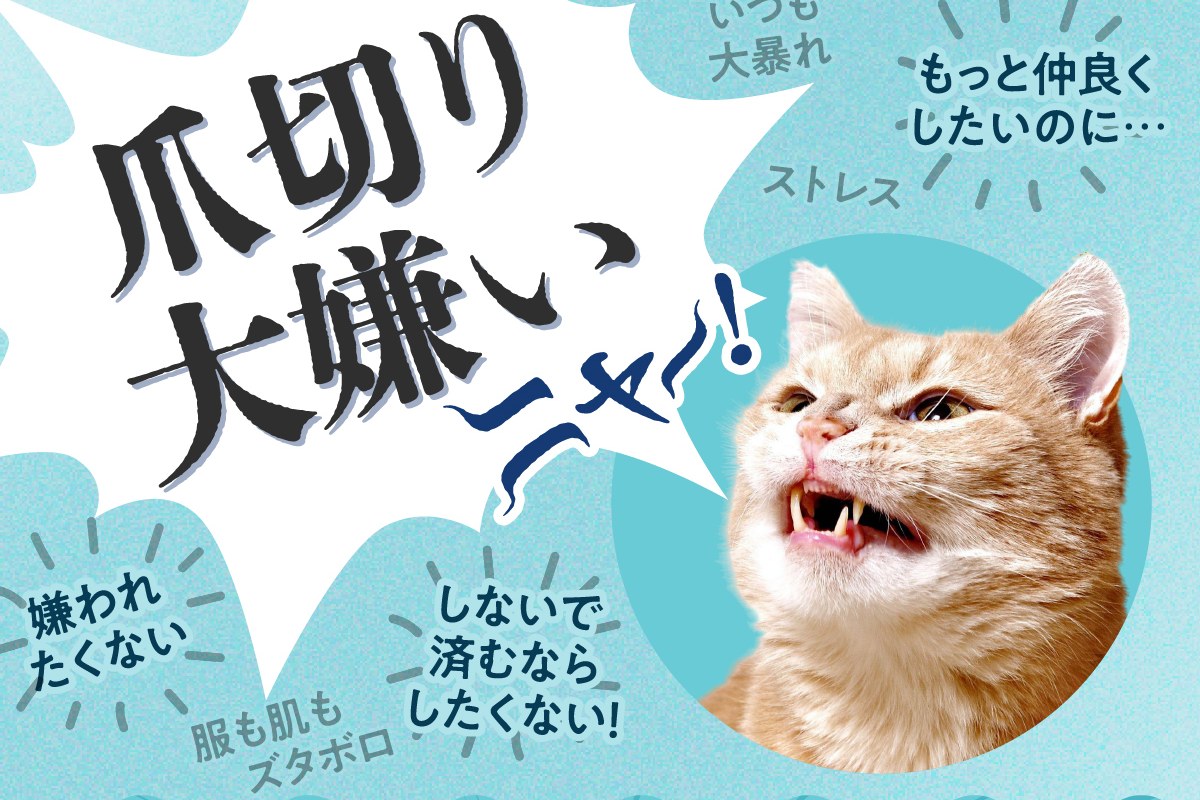 猫が爪切りを嫌がる理由と5つのストレス軽減法｜nyansネコラム